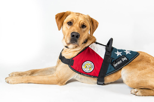 Golden colored dog sitting on stomach with service dog uniform