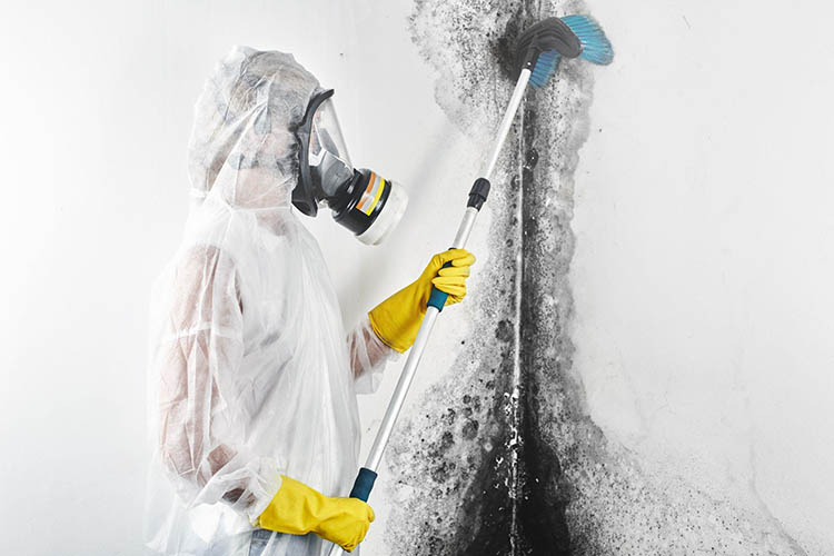 Person cleaning black mold from walls.