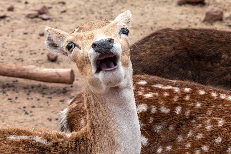 Deer making a funny face.