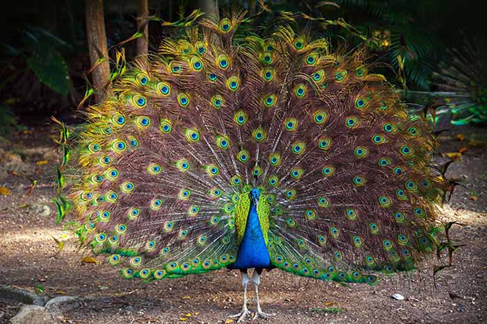Image of a peacock.